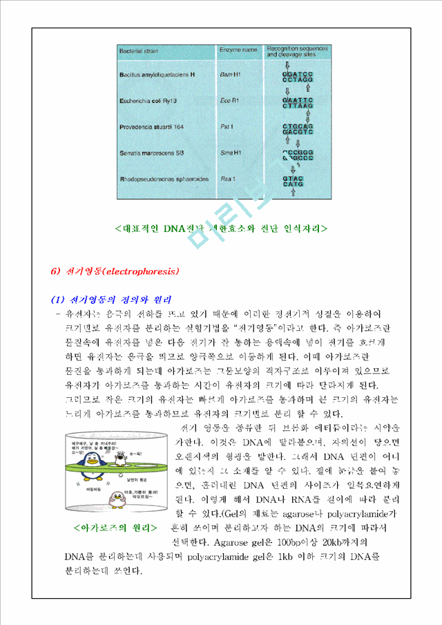 [레포트] [식물생리학]제한효소 DNA 절단과 전기영동법과 PCR에 의한 DNA분리 및 확인.hwp